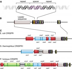 CRISPR-300x290